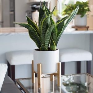 Planter Stand Decor Modern Indoor
